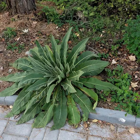 Knusperhäuschen Im Regnum Apartment Bansko